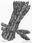 Asparagus