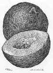 Canteloupe