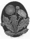 Dandelions