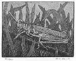 Grasshopper