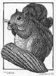 Gray Squirrel