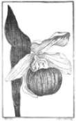 Ladyslipper