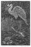 Mr. Heron Eyes the Menu