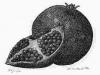 Pomegranate