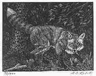 Red Fox