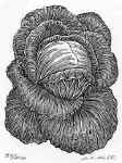 Cabbage