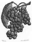 Grapes