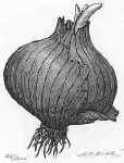 Onion