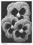 Pansies