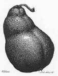 Pear