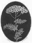 Yarrow